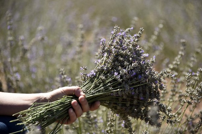 Gümüşhane Artık Lavanta Kokuyor
