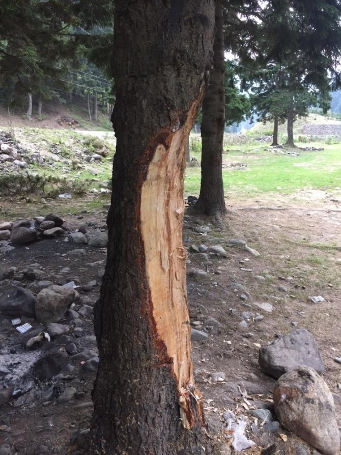 5 Liralık Çıra İçin 70 Yıllık Ağaçlara Böyle Zarar Verdiler