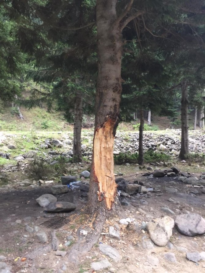 5 Liralık Çıra İçin 70 Yıllık Ağaçlara Böyle Zarar Verdiler