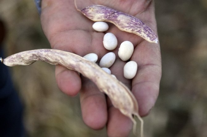 Köse’de Kuru Fasulye Hasadı Başladı
