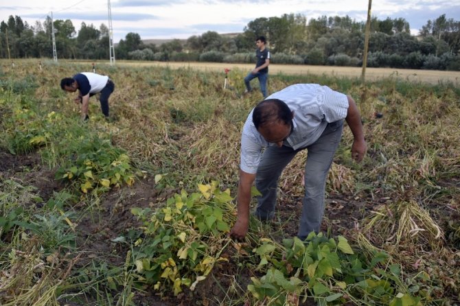 Köse’de Kuru Fasulye Hasadı Başladı