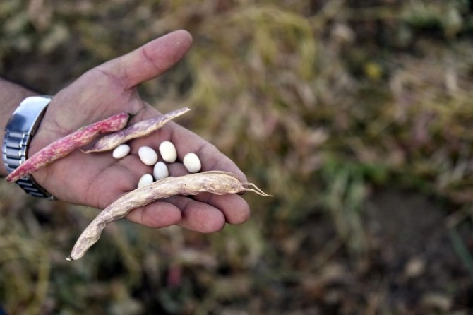 Köse’de Kuru Fasulye Hasadı Başladı