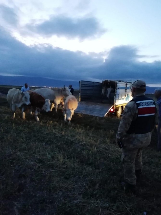 Hayvan Hırsızları Jandarmanın Takibiyle Yakalandı