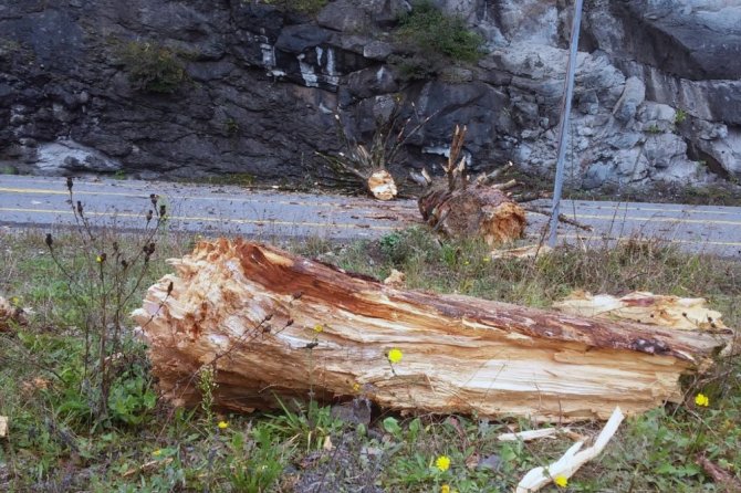 Zigana Dağı’nda Yola Düşen Ağaç Gümüşhane-trabzon Karayolunu Ulaşıma Kapattı