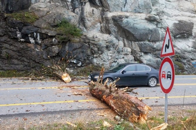 Zigana Dağı’nda Yola Düşen Ağaç Gümüşhane-trabzon Karayolunu Ulaşıma Kapattı