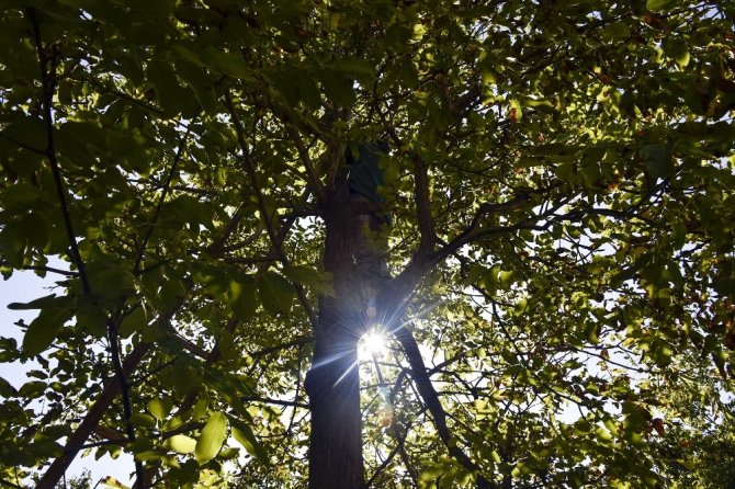 Gümüşhane’de Son Bir Haftada 5 Kişi Ceviz Ağacından Düşerek Ağır Yaralandı