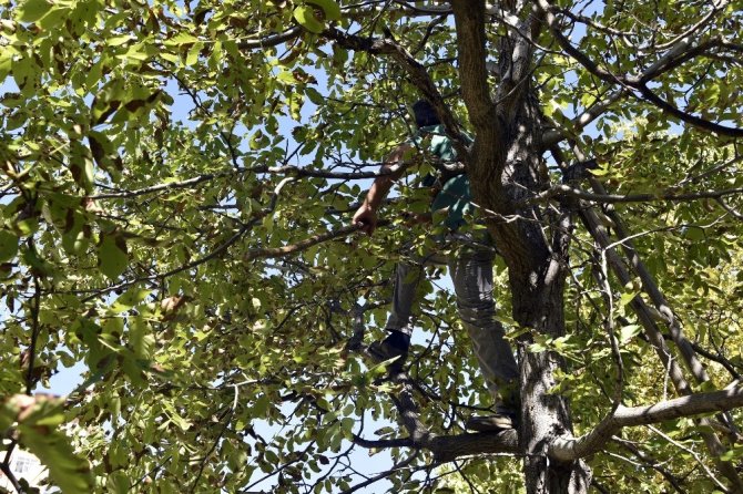 Gümüşhane’de Son Bir Haftada 5 Kişi Ceviz Ağacından Düşerek Ağır Yaralandı