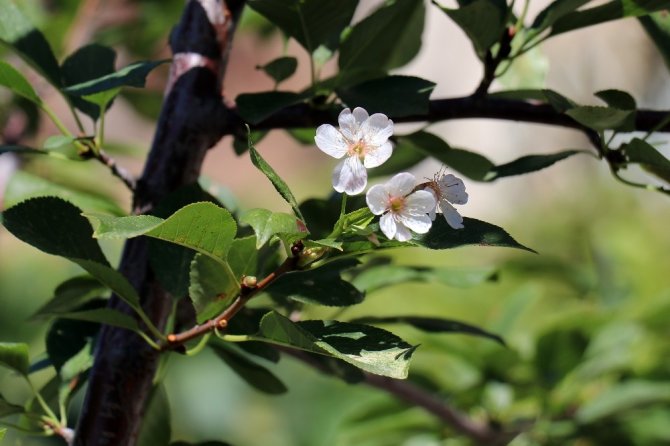 Gümüşhane’de İklimi Şaşıran Vişne Ağacı Sonbaharda Çiçek Açtı