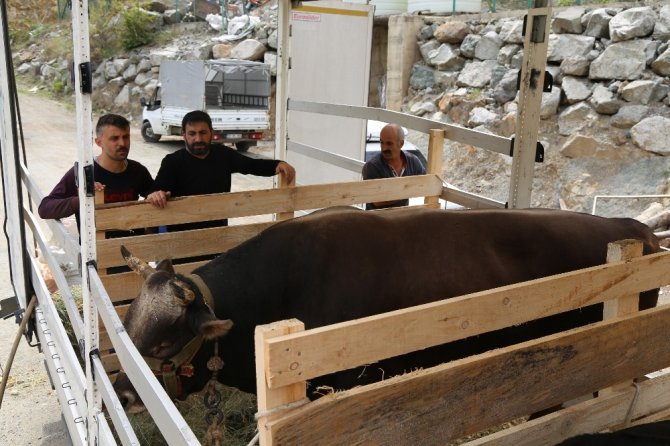 Artvin’in Şampiyon Boğaları Aydın’a Doğru Yola Çıktı