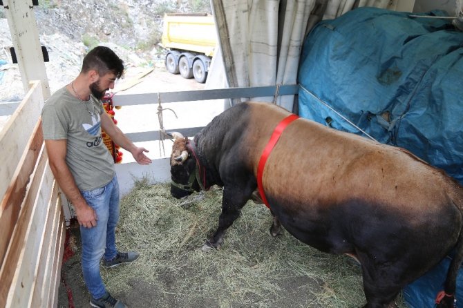 Artvin’in Şampiyon Boğaları Aydın’a Doğru Yola Çıktı