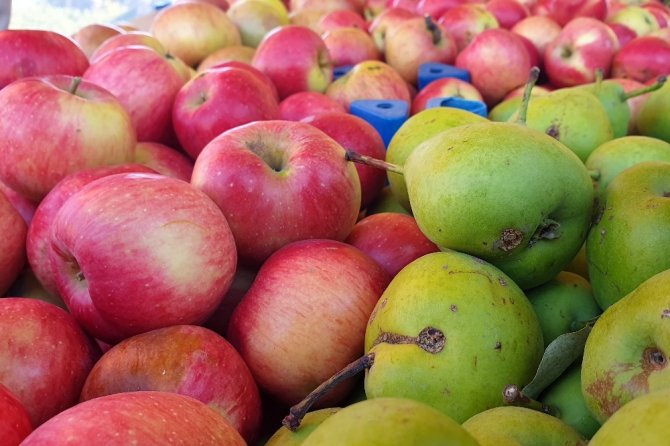 Gümüşhane Elmaları Hasat Edilmeye Başlandı