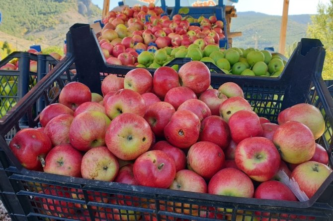 Gümüşhane Elmaları Hasat Edilmeye Başlandı
