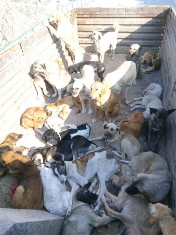 Artvin’de Yaylaya Bırakılan Sokak Köpekleri Hayvan Severler İle Belediyeler Arasında Krize Neden Oldu