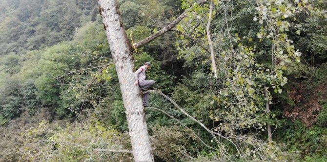 Metrelerce Uzunluktaki Ağaçlara Tarzan Gibi Tırmanıyor
