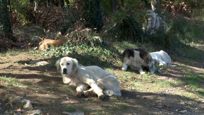 Ormana Bırakılmak Üzere Toplanan Köpeklerin Yardımına Hayvanseverler Yetişti