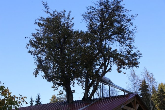 Artvinli İşletmecinin Ağaç Sevgisi Görenleri Şaşkına Çeviriyor