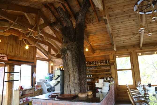 Artvinli İşletmecinin Ağaç Sevgisi Görenleri Şaşkına Çeviriyor