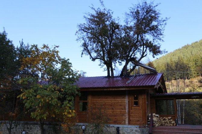 Artvinli İşletmecinin Ağaç Sevgisi Görenleri Şaşkına Çeviriyor