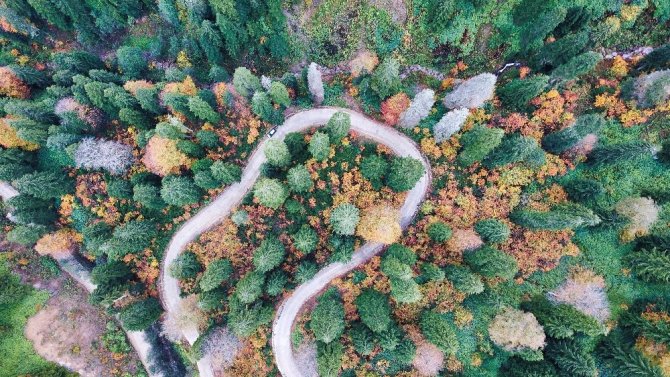 Doğal Ağaç Müzesinde Büyüleyici Sonbahar Manzaraları