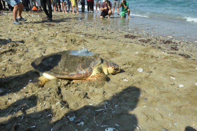 Tedavi Edilen Caretta ‘Astrid’ Denize Bırakıldı