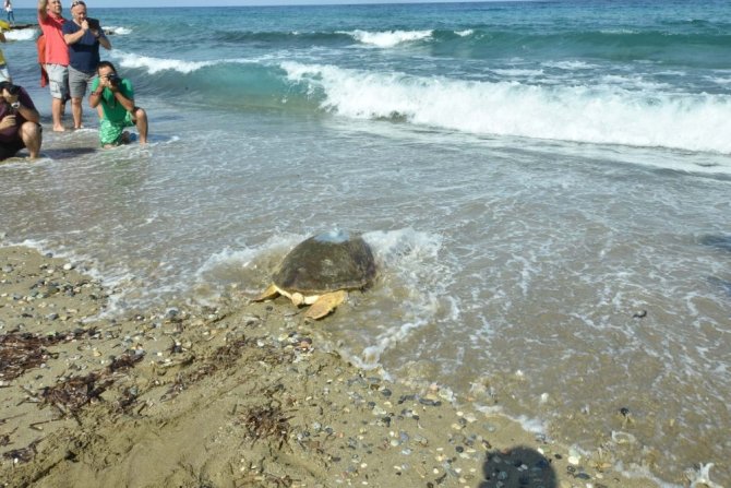 Tedavi Edilen Caretta ‘Astrid’ Denize Bırakıldı