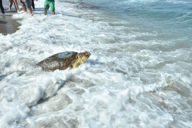 Tedavi Edilen Caretta ‘Astrid’ Denize Bırakıldı