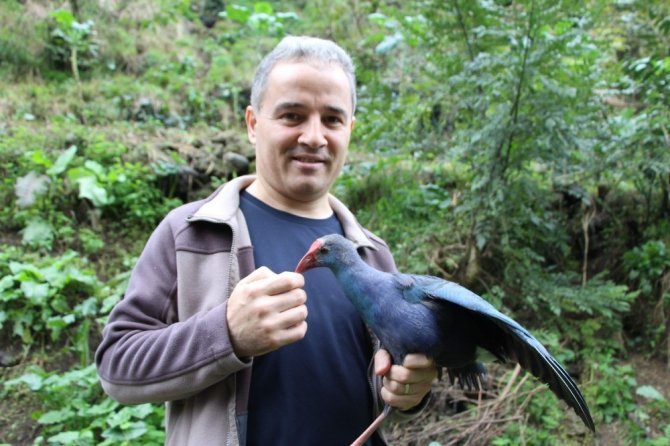 Yorgun Düşen Saz Horozu’nun Önce Bakımını Yaptı Sonra Da Doğaya Bıraktı