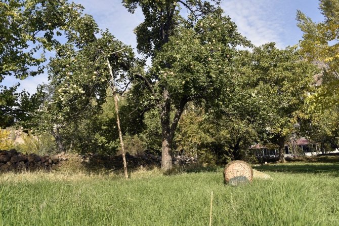 Bu Elma Sadece Gümüşhane’de Yetişiyor
