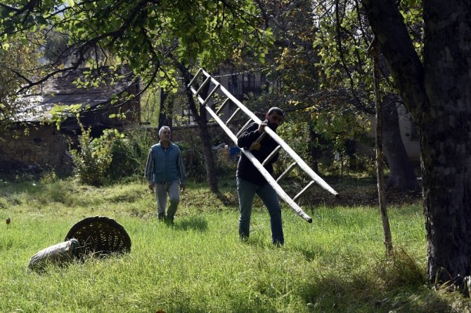 Bu Elma Sadece Gümüşhane’de Yetişiyor