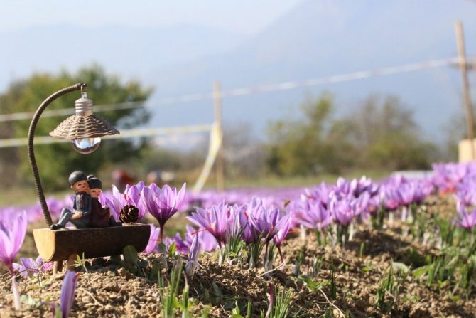 Doğal Fotoğraf Platosu "Safran Tarlaları"