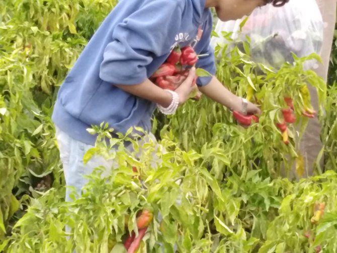Tel Abyad’da Hasat Başladı