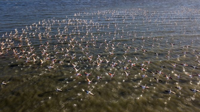 Van Gölü Binlerce Flamingoya Ev Sahipliği Yapıyor
