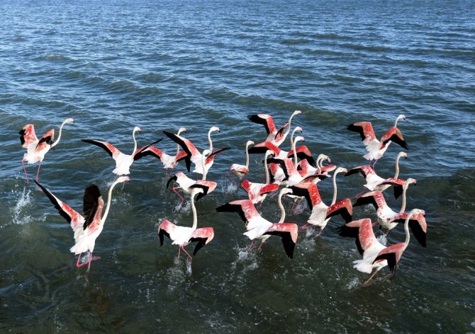Van Gölü Binlerce Flamingoya Ev Sahipliği Yapıyor