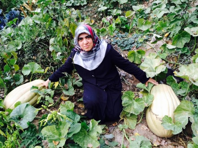 Bu Bal Kabağı Tam 33,8 Kilogram