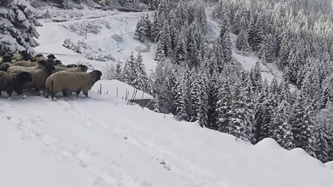 Kar Altında Koyunların Dönüşü Başladı