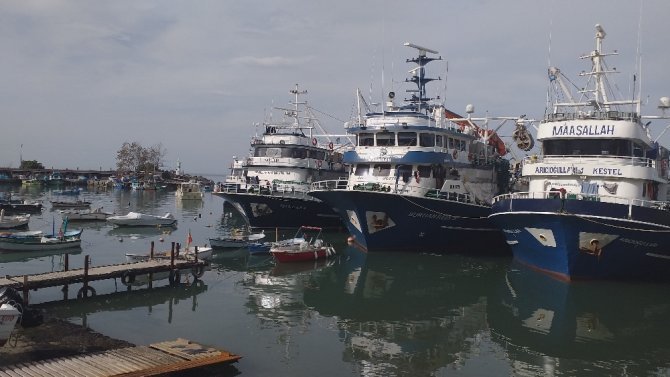 Karadeniz’de Hamsi Bolluğu Yaşanıyor