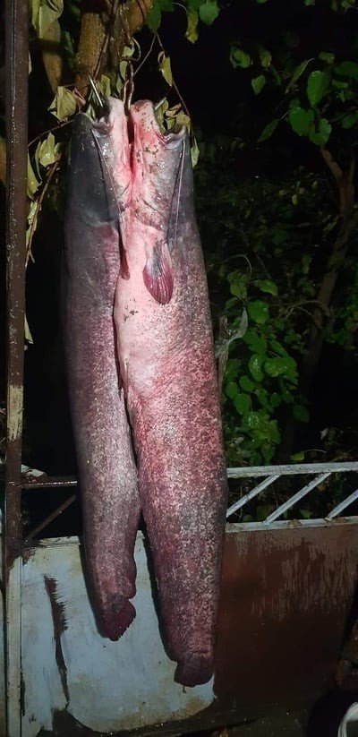 İki Atışta 55 Kilogramlık 2 Yayın Balığı Yakaladı