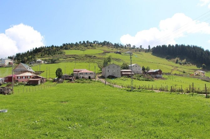 Trabzon’da 3 Ayda 120 Büyükbaş Hayvan Çiçek Hastalığı Yüzünden Telef Oldu