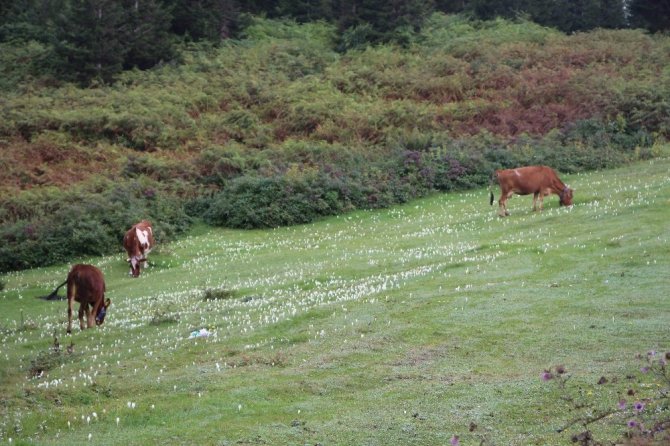 Trabzon’da 3 Ayda 120 Büyükbaş Hayvan Çiçek Hastalığı Yüzünden Telef Oldu