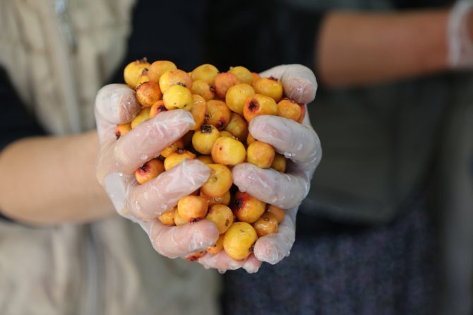 Köyde Kadınlar İmalathane Kurdu, Doğal Meyvelerle Üretime Başladı