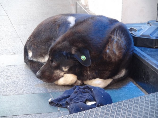 Taksim Meydanı’nda Sevdiği Köpek Tarafından Isırılan Kadın Kanlar İçerisinde Kaldı
