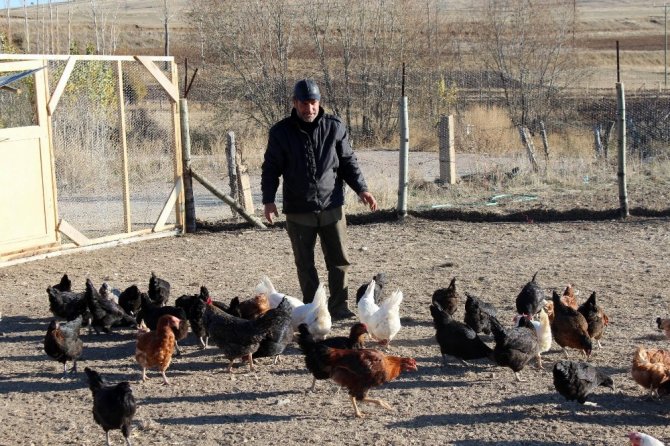 Emekli Oldu, ‘Boş Durmak Bana Göre Değil’ Diyerek Tavuk Çiftliği Kurdu