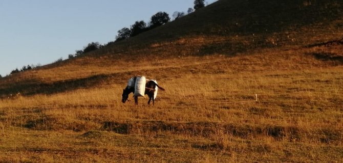 Karadeniz Yaylalarında Yaz Havası Yaşanıyor