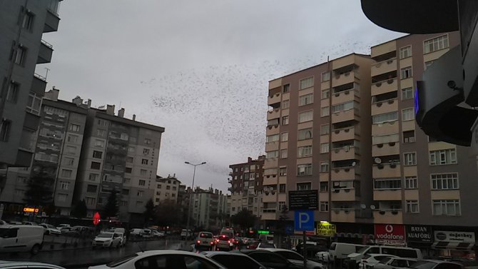Sığırcık Kuşlarının Gökyüzündeki Dansı Mest Etti