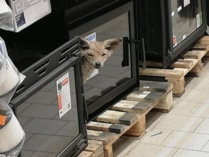Polonya’da Hasta Tilki İlacını Alışveriş Merkezinde Aradı
