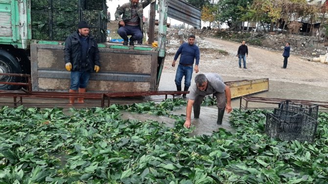 "Yeşil Altın"da Buruk Hasat