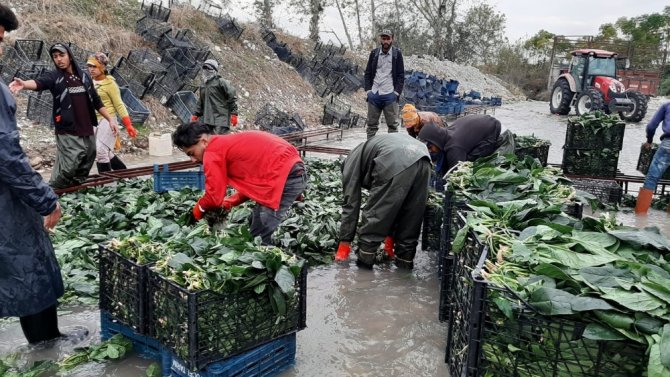 "Yeşil Altın"da Buruk Hasat