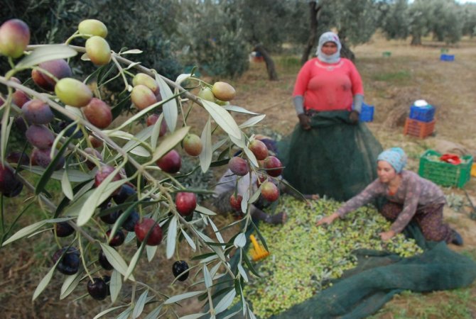 İlaçlama Yok, Kalite Var