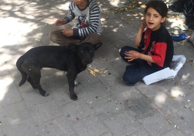 Kağıtçı Küçük Kız Yiyeceğini Sokak Köpeğiyle Paylaştı