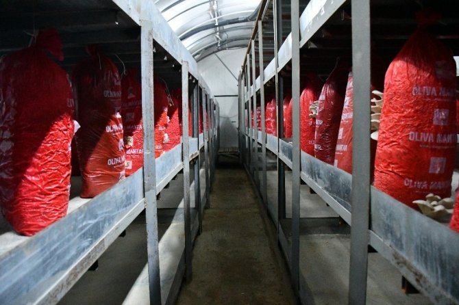 Besin Değeri Etle Yarışıyor Kilosu İse Sadece 15 Lira